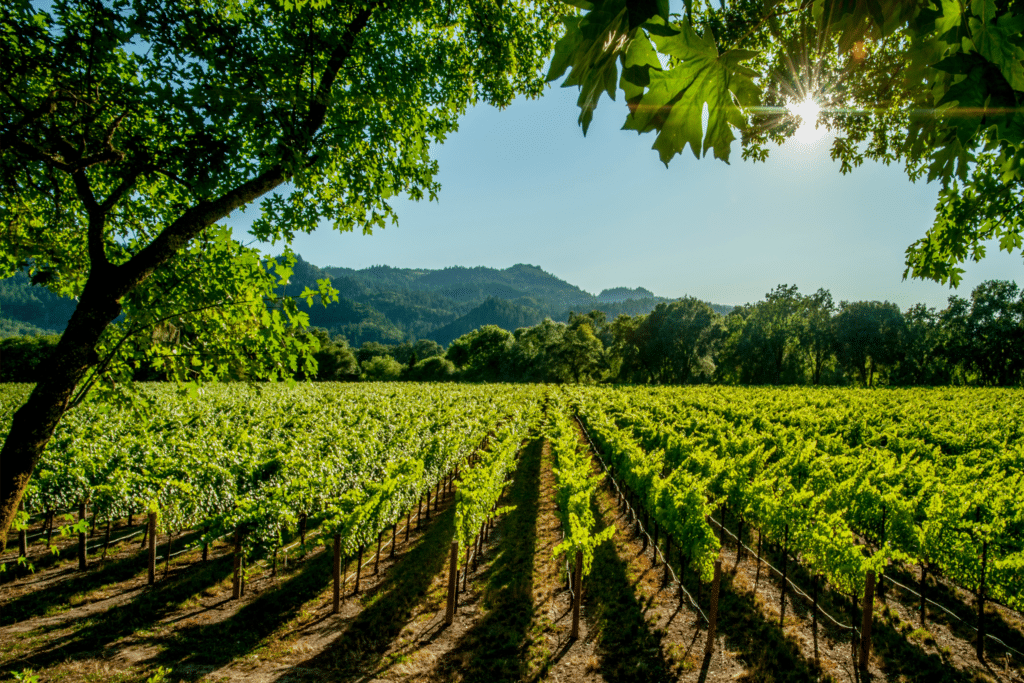 Photo d'un vignoble dans la région de Belley